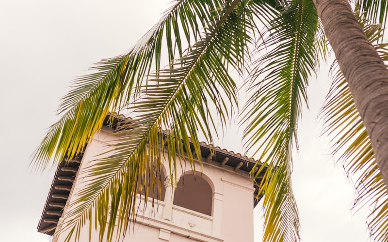 A tall palm tree beside a Florida building