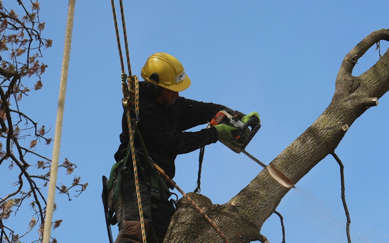 An arborist trimming a tree from a harness